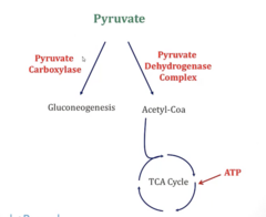 <p>- Pyruvate Carboxylase: Shunts pyruvate back to gluconeogenesis</p><p>- Pyruvate Dehydrogenase Complex: Pyruvate → Acetyl-CoA → TCA</p>