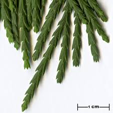 <p>Foliage in flattened vertical sprays. Open cones shaped like a duck bill. </p>