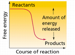 <p>releases energy</p>