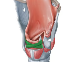 <p><span>INTRINSIC ADDUCTOR<br><br>origin: posterolateral surface of muscular process; adjacent surface<br><br>insertion: apex of opposite arytenoid<br><br>innervation: CN X, RLN (recurrent laryngeal nerve)<br><br>function: pulls apex medially which approximates arytenoids; regulates medial compression</span></p><p></p>