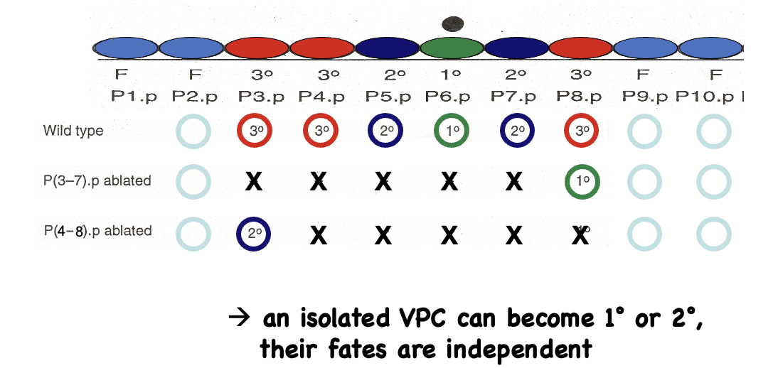 <ul><li><p>The P3 one is further away and becomes secondary, in comparison to P3, which is closer and becomes primary</p></li><li><p>Shows that lin-3 acts at a distance</p></li></ul><p></p>