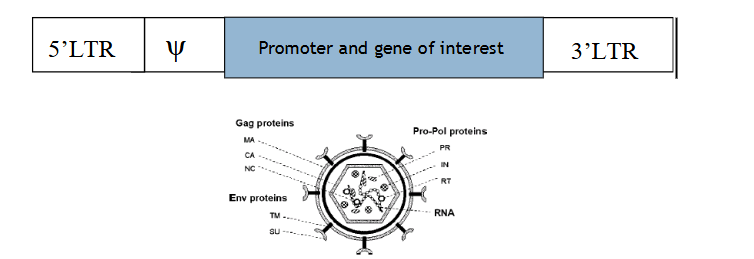 <p>All thats in the transgenic retrovirus is the 5’ and 3’ LTRs and in between them is a promoter and the gene of interest that we transform into there. It used to have genes Env (to make the envelope), Pol (polypeptides production) and Gag (proteins for capsid), but the roles these genes play are taken by the organism we use to produce these viruses.</p>