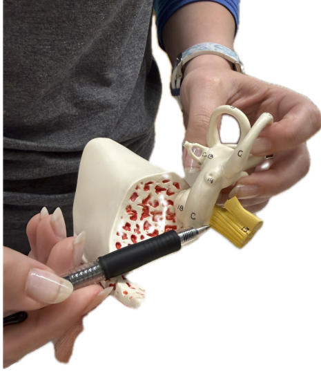 <p>What is the structure and function?</p>