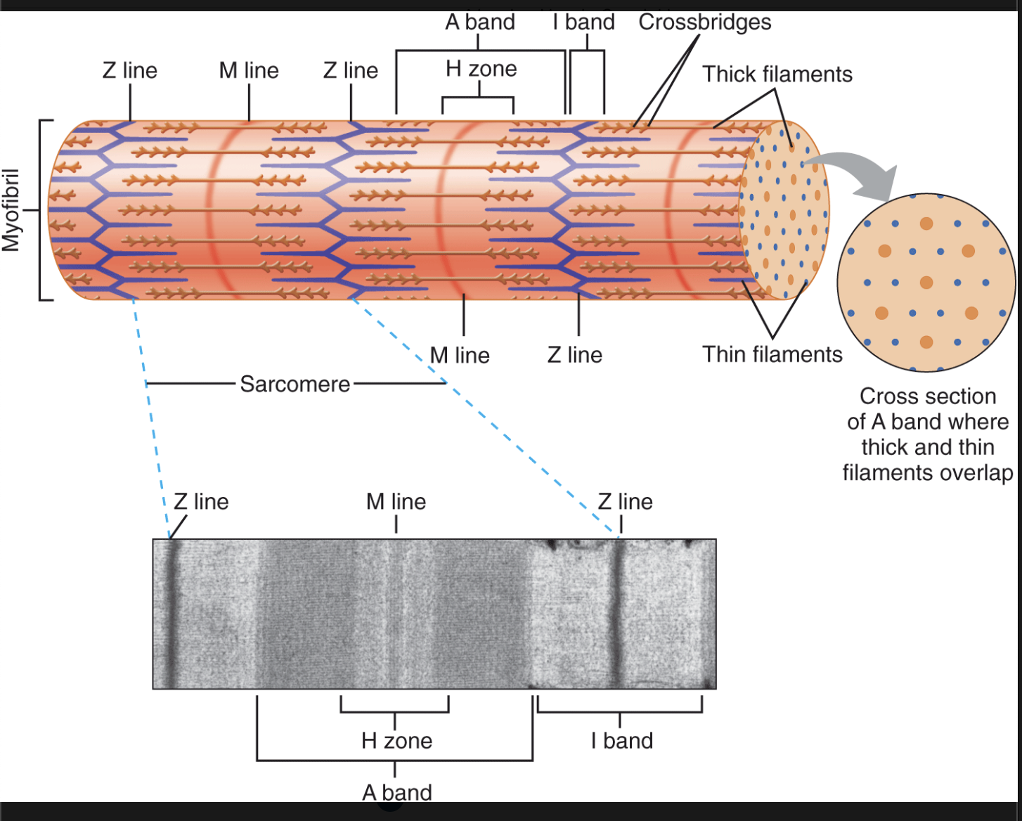 <ul><li><p>the smallest functional unit of skeletal muscles</p></li></ul><p></p>