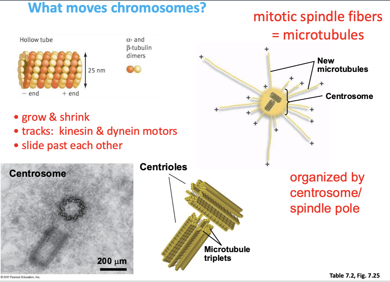 <ul><li><p>grow &amp; shrink</p></li><li><p>slide past each other (connected w/motoprotein so walking makes them slide past each other)</p></li><li><p>serve as tracks for kinesin &amp; dynein motors </p></li></ul><p></p>