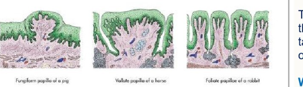 <p>What papillae are these?</p>