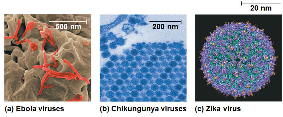 <p>Emerging Viruses</p>