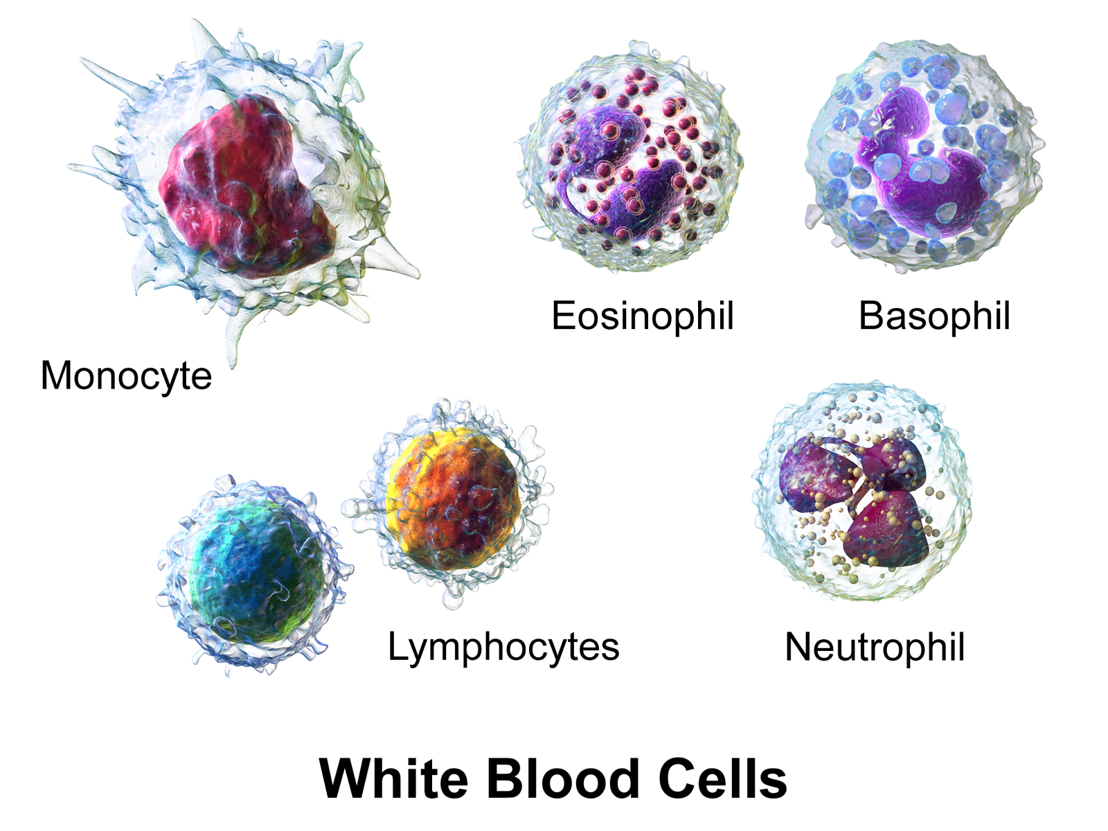 <p>AKA: Leukocytes, <span>combat invading microbes and other foreign materials, including dead cells breakdown products</span></p>