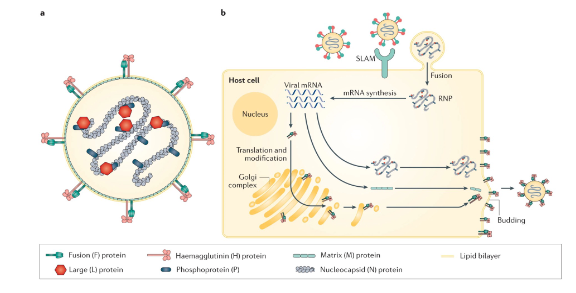 <p>- MeV replication cycle: Interaction of the M protein with RNP complexes, the cytoplasmic tails of the H protein and the F protein, with the cell membrane and actin filaments in the host cells promote virus assembly and regulate cell-to-cell fusion of MeV</p><p>- Mutation in M gene has been identified in MeV from SSPE - altered M may not complete replication cycle, infectious virus not produced and is not visible to immune response</p><p>- M mutation considered to indicate virus adaptation to host</p><p>- Measles vaccine strains not identified in SSPE cases</p>