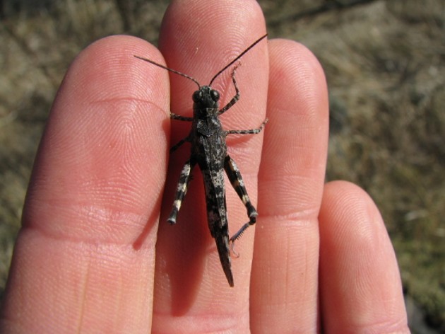 <ol><li><p>Grasshopper</p></li><li><p>Orthoptera</p></li></ol><p></p>