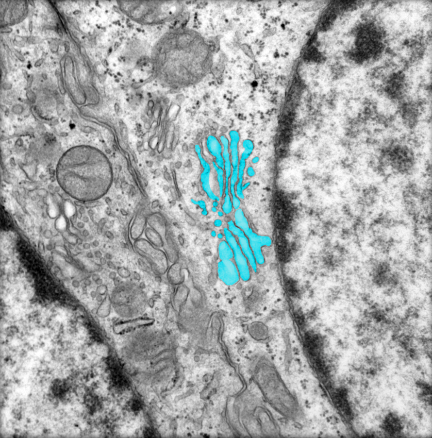 <p>golgi apparatus </p>