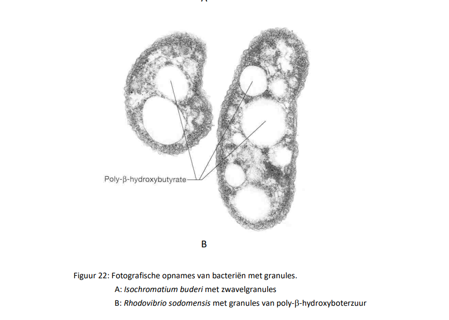 <p>- granules ook inclusies genoemd, worden vaak aangetroffen in het cytoplasma van             bacteriën</p><p>- zij zijn meestak omegeven door een dun membraantje, dat opgebouwd is uit lipiden</p><p>- granules zijn opslagplaatsen van reservestoffen</p><p>- per granule is slechts één reservestof aanwezig, zo komen onder meer granules voor        van de volgende stoffen:</p><ul><li><p>poly-B-hydroxyboterzuur (als bron van koolstof en energie)</p></li><li><p>glycogeen (een glucosepolymeer, als bron voor koolstof en energie</p></li><li><p>plyfosfaat (als bron voor anorganische fosfaat)</p></li><li><p>elementair zwavel (als bron voor gereduceerd zwavel)</p></li><li><p>magnetiet (Fe3O4)</p></li></ul><p></p>