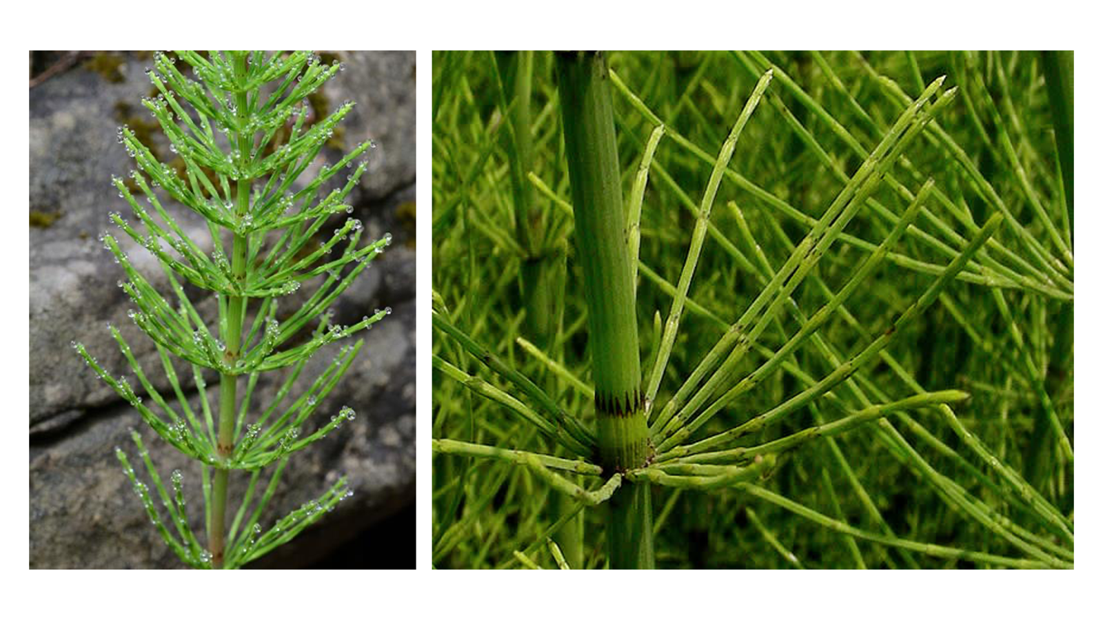 <p>Equisetum spp.</p>