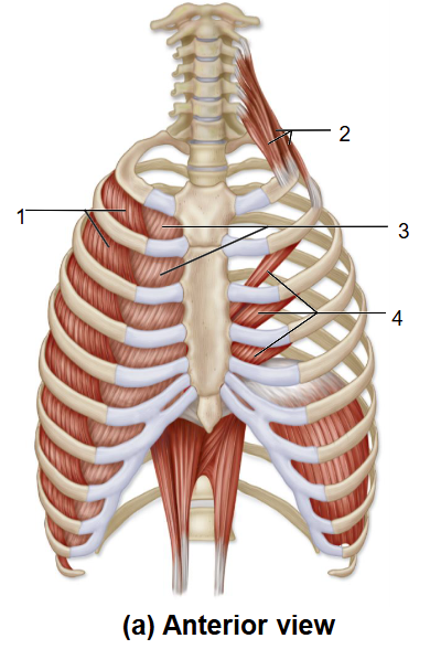 <p>2 (Forced inhale)</p>