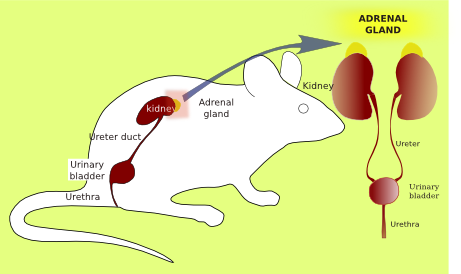 <p>Adrenal glands</p>