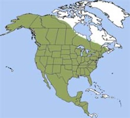 <p>Coyote</p><p>rodents</p><p>forest grassland desert</p><p>can run 35mph</p>
