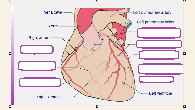 <p>what are the coronary arteries</p>