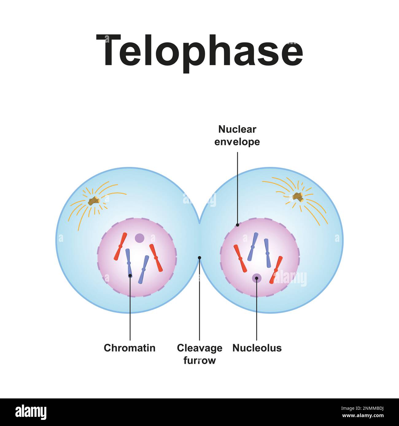 <p>Chromosomes spread out into chromatin, nuclear envelope reforms around chromosomes, and spindle fibers break down.</p>