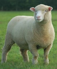 <p>Clay (NR)</p><p>Sheep (NR)</p><p>Irrigation canal (CR)</p><p>Horses (CR -- brought by Spanish</p><p>• Desert Farmers (HR)</p><p>• Hunters (HR)</p><p>• Gatherers (HR)</p><p>• Traders (HR)</p><p>• Herdsmen (HR)</p>