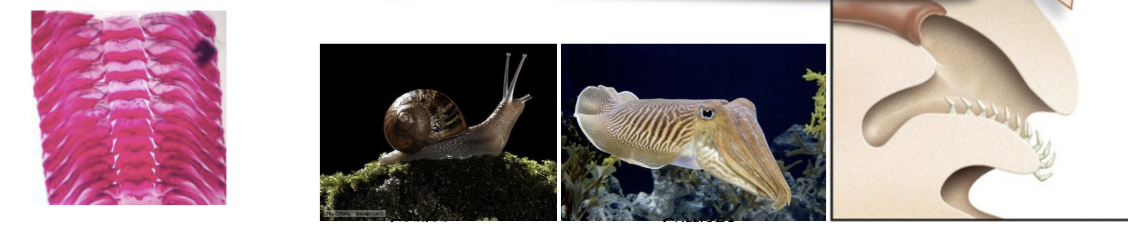 <p>what are they</p>