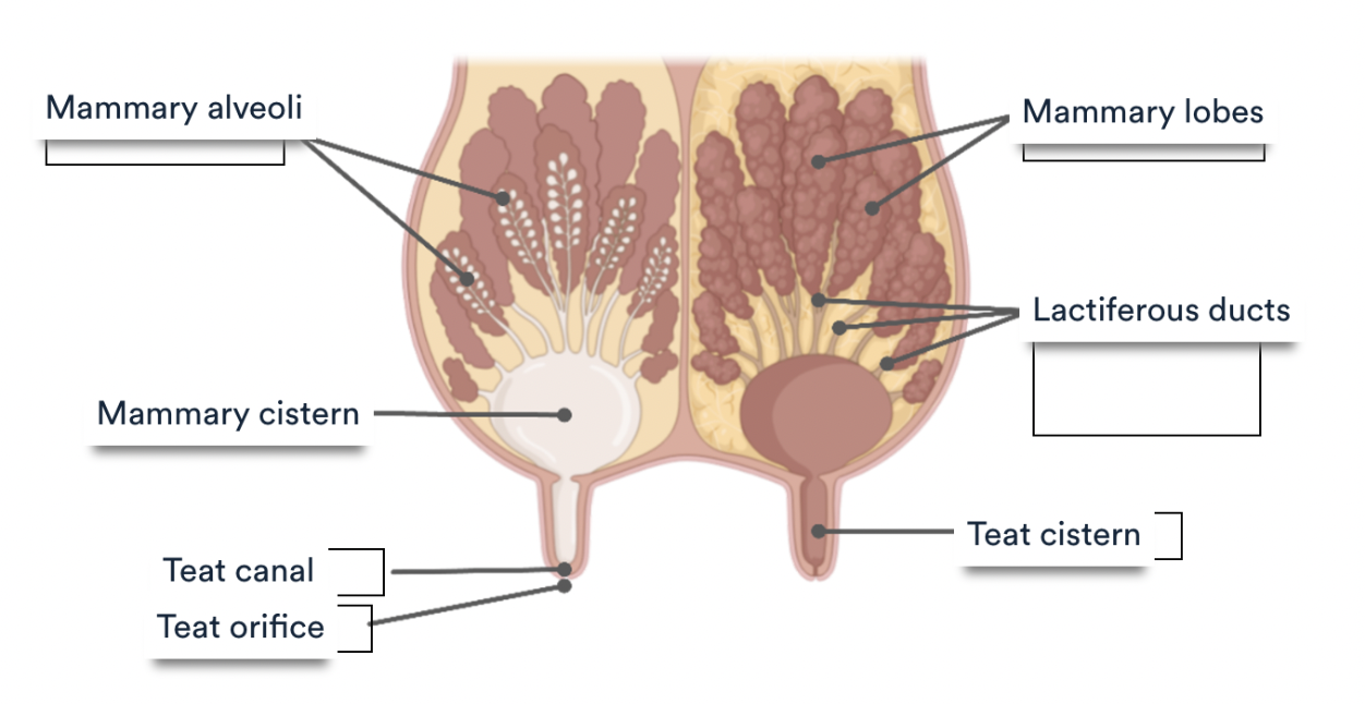 <p>The udder comprises 4 separate quarters</p><ul><li><p>each is a separate gland</p></li></ul><p></p><p>Mammary cistern- reservoir of milk ready for release</p><p>Lactiferous ducts- Interlobular ducts group together to form a network</p><p>Mammary lobes- mammary lobules (groups of mammary alveoli) surrounded by connective tissue drain into an interlobular duct&nbsp;</p>