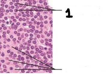 <p>Dark staining cells with central nucleus. </p>