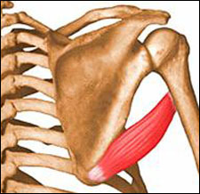 <p>upper arm</p>