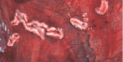 <p>What are these white things in the mare?</p>