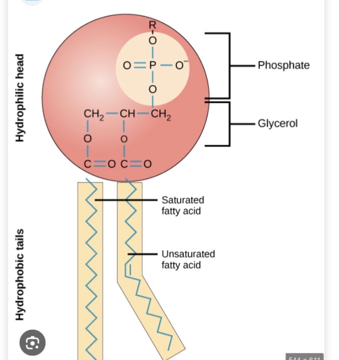 <p>glycerol + 2 fatty acid tails + phosphate head</p><p></p>