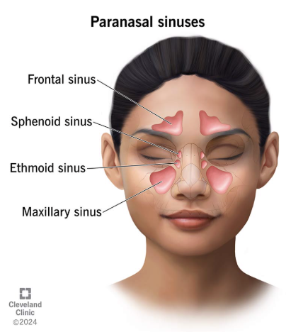 <p>Paranasal sinuses </p>