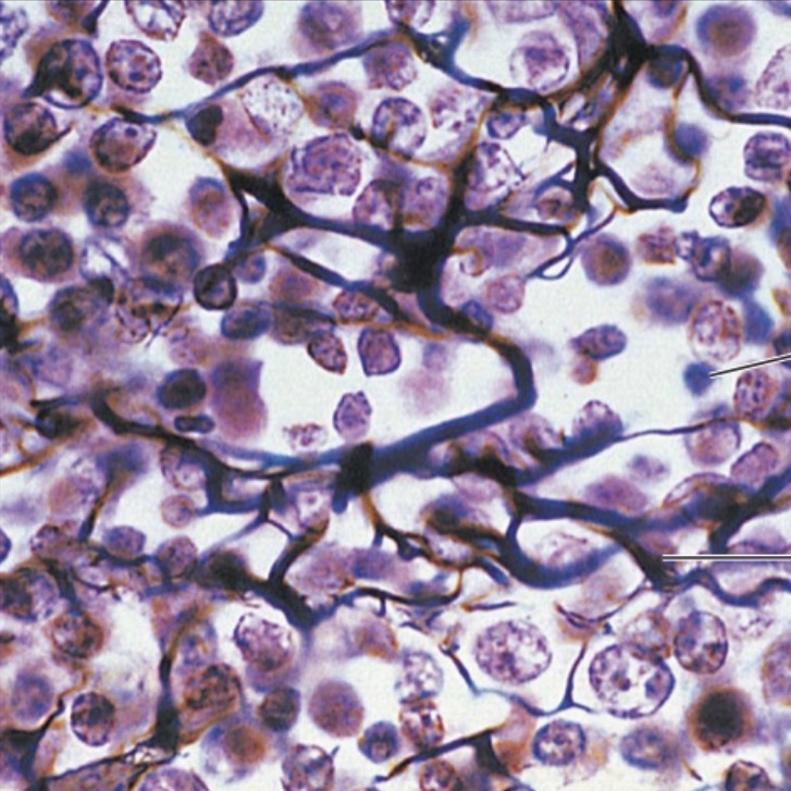 <p>what is the name of this tissue?</p>