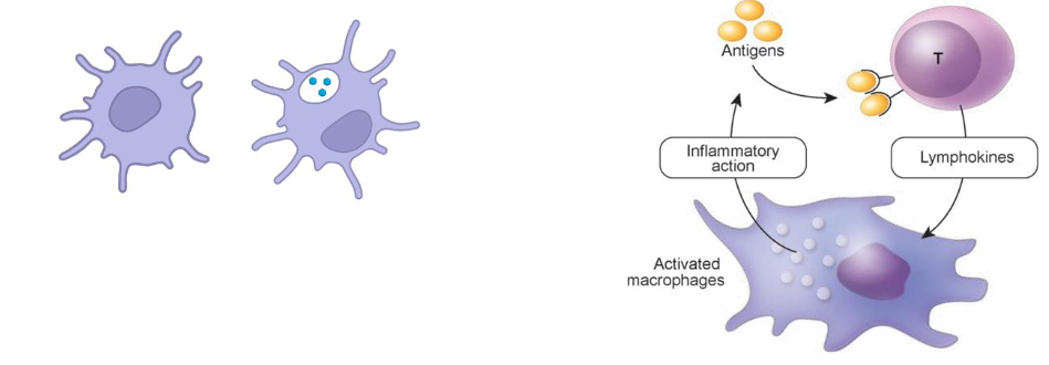 <p>Type IV drug hypersensitivity reaction</p>