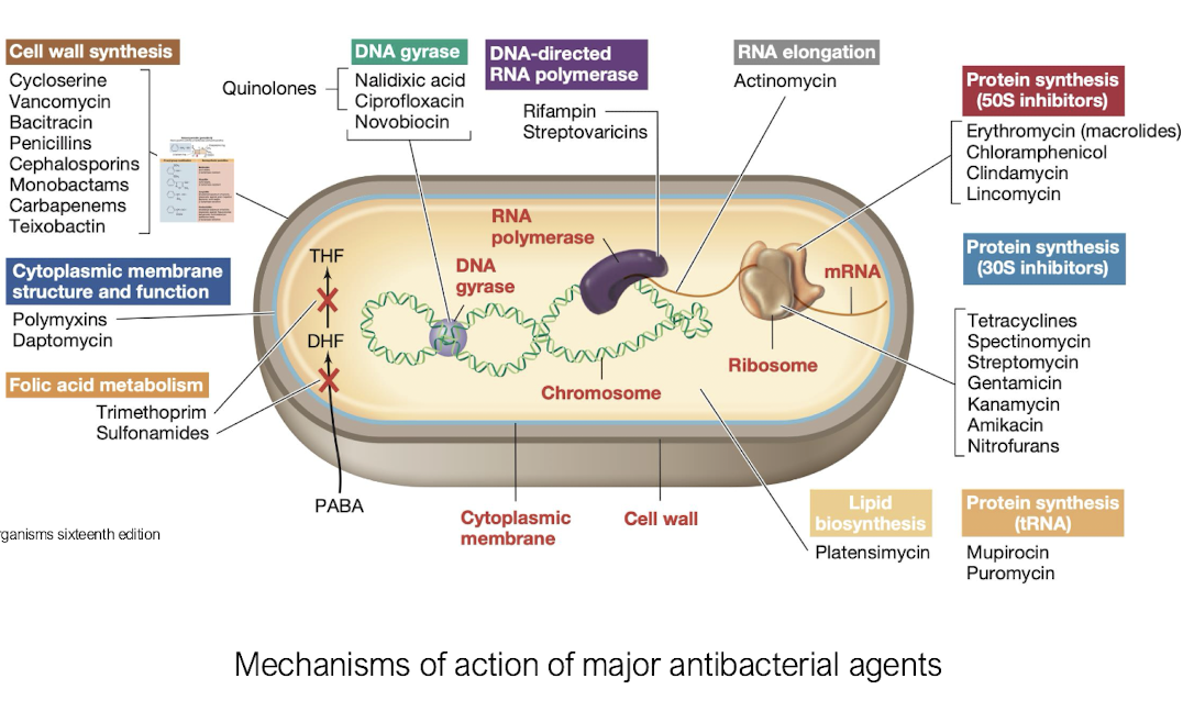 <p>• <mark data-color="yellow" style="background-color: yellow; color: inherit;">Cell wall inhibitors</mark> <strong>that are <u>different</u> from the host to not damage host cells </strong><span style="color: green;">e.g. penicillin, vancomycin</span></p><p>• <mark data-color="yellow" style="background-color: yellow; color: inherit;">Protein synthesis inhibitors </mark> <span style="color: green;">e.g. erythromycin (macrolides)</span></p><p>• <mark data-color="yellow" style="background-color: yellow; color: inherit;">DNA/RNA synthesis inhibitors</mark><span style="color: green;"> e.g. puromycin</span></p><p>• <mark data-color="yellow" style="background-color: yellow; color: inherit;">Metabolism inhibitors</mark> <span style="color: green;">e.g. sulfonamides and trimethoprim (folic acid)</span></p>