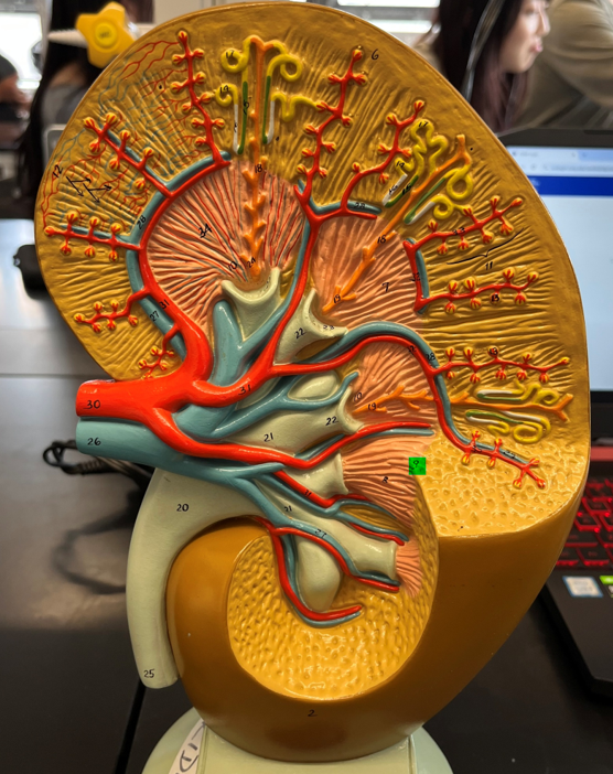 <p>9 (identification only)</p>