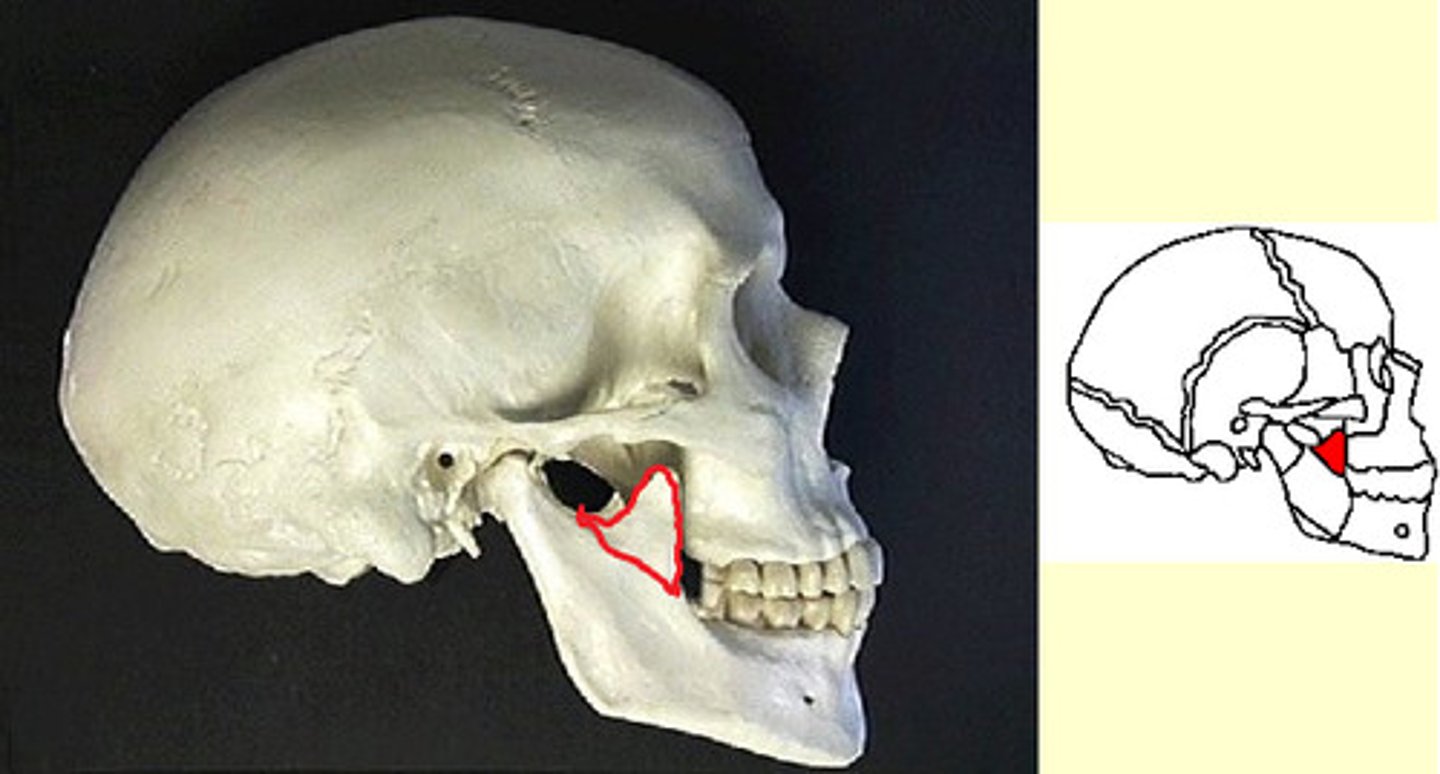 <p>ID the structure outlined in red</p>