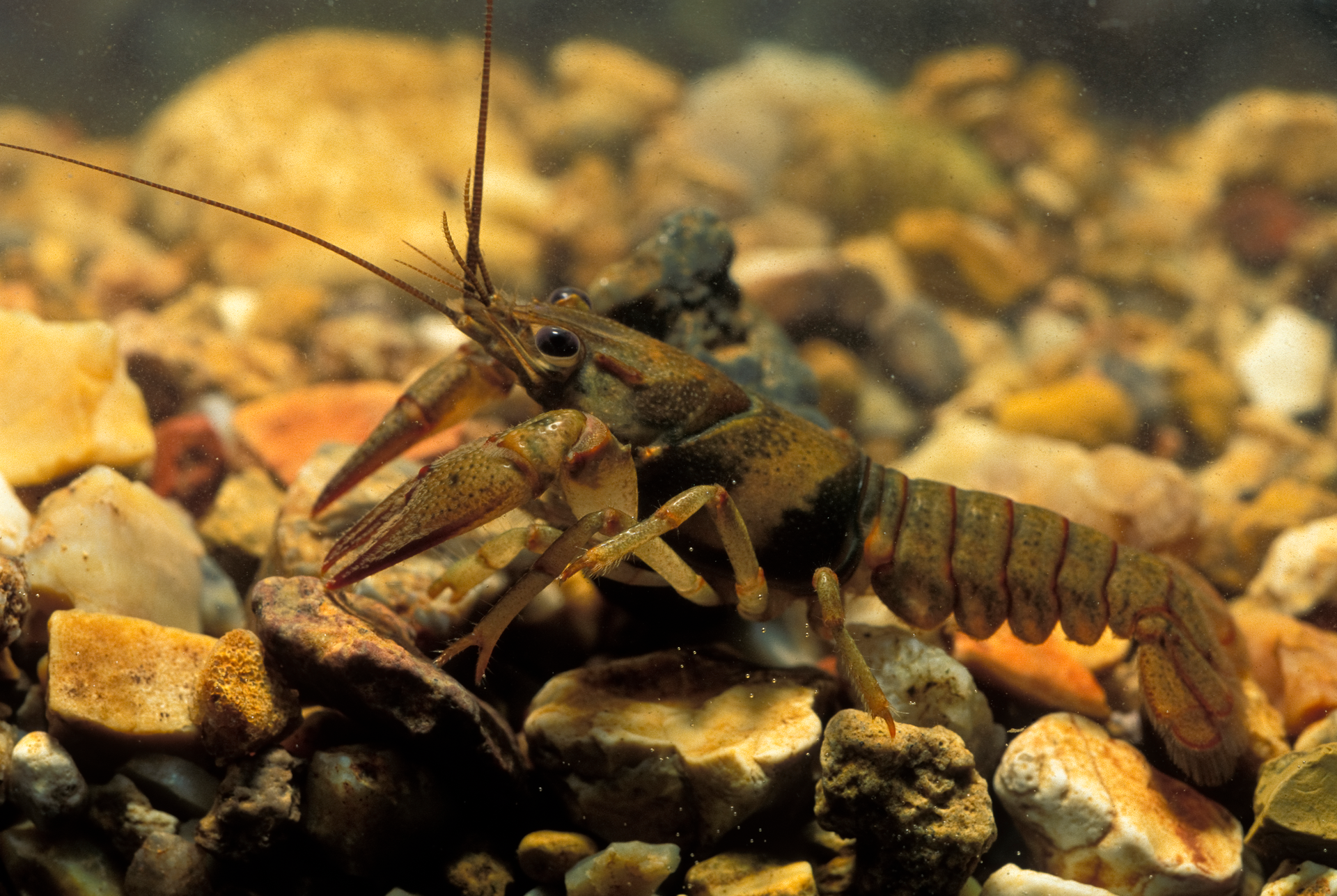 <p>Scientific Name:<em> Faxonius quadruncus </em></p><p>Conservation Status: SOCC, State Endangered, Federally threatened, MO endemic</p><p>Burrowing Type: Tertiary</p><p>Ecoregion: Ozarks</p><p>Key characteristics:</p><ul><li><p>On gonopods, primary process length= length of secondary process</p></li><li><p>gonopods don’t reach the base of pincers when abdomen is flexed</p></li><li><p>Hooks present on 2nd and 3rd pair of walking legs</p></li></ul><p></p>
