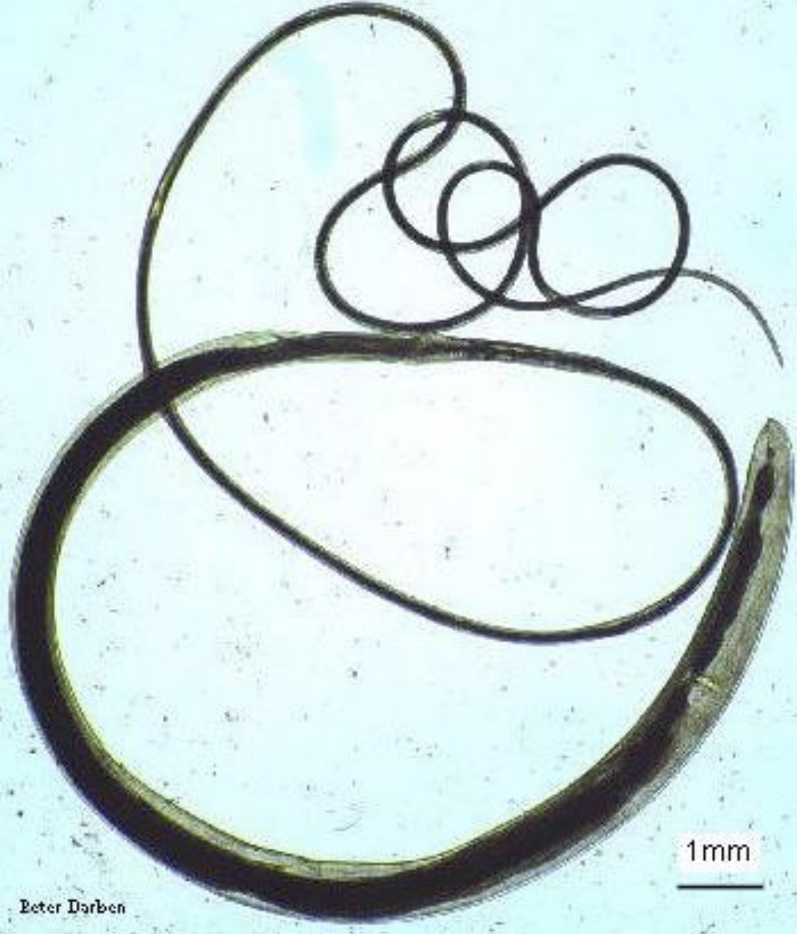 <p>name the species? </p>