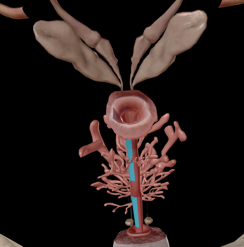 knowt flashcard image