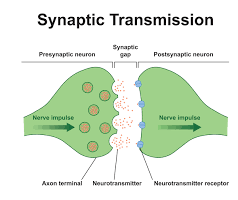 <p>Electrical signal travels along axon; neurotransmitters released at synapse (~100 nm gap)</p><p><mark>a precise form of </mark><span><mark>cell-to-cell communication</mark></span><mark> where neurons transmit chemical signals (neurotransmitters) across a narrow gap, known as a synapse, to another neuron or muscle cell</mark></p>