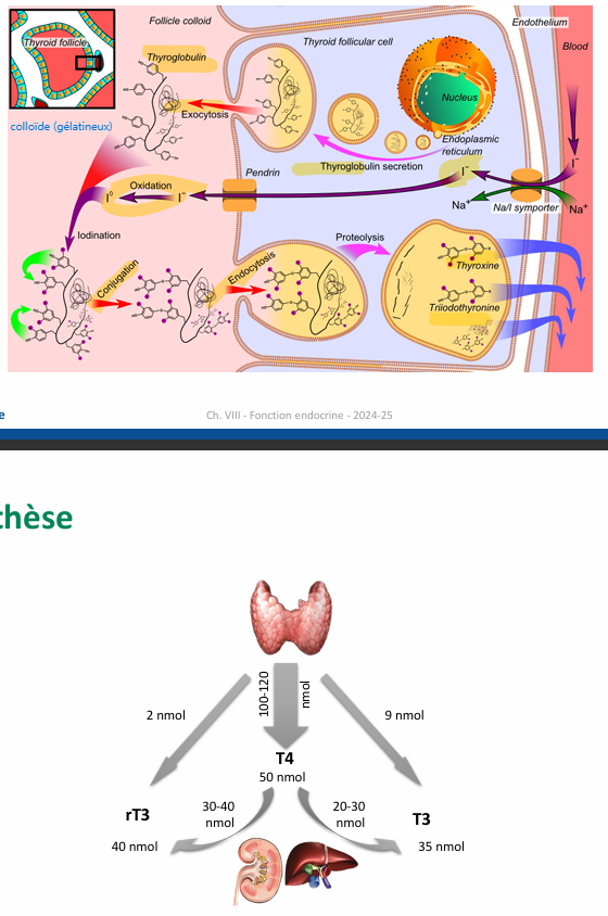 <p>peroxydation lors de sortie de I2 (thyroperoxydase) </p><p>conjugaison et clivage pour avoir des dityrosine tétra ou tri iodé</p><p></p><p>libération de plus de T4 mois de T3 et encore moins de rT3. Avec ensuite conversion eu nvieau d eplein d’organe par desiodase. (demie vie diff entre rT3 et T3)</p>