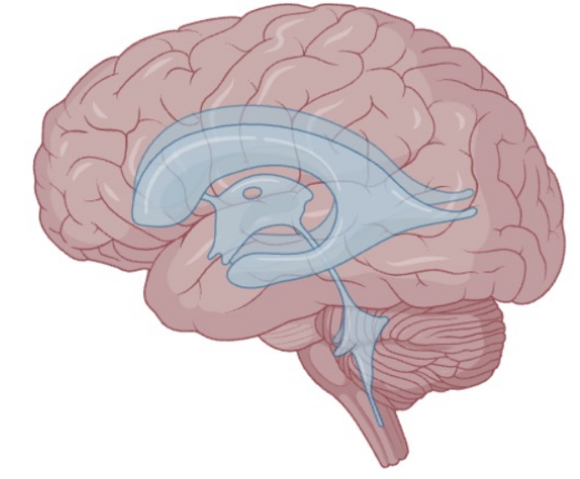 <p>Describe the function of ventricles </p>