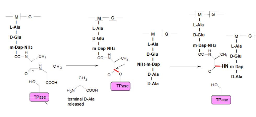 <ul><li><p><span>Transpeptidation (4–3 crosslinks) - DD-transpeptidases (PBP) form a bond between the 4th residue (D-alanine) of one chain and the 3rd residue (meso-diaminopimelic acid or L-lysine) of another.</span></p></li><li><p><span>Alternative pathway (3–3 crosslinks) - LD-transpeptidases (LDTs) create 3-3 crosslinks, connecting the 3rd residue to the 3rd residue of neighboring chains.</span></p></li><li><p><span>Energy generation - reaction involves the cleavage of a terminal D-Ala-D-Ala linkage, which provides the energy needed to form a new peptide bond.</span></p></li><li><p><span>Bridge structures - In some bacteria, such as Staphylococcus<em> </em>aureus, the cross-link is not direct but involves a short interpeptide bridge, such as a pentaglycine chain, connected to the D-Ala of one stem and the L-lysine of another.</span></p></li></ul><p>Amide → ester → amide</p>