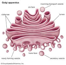 <p><span style="background-color: transparent;"><u>Nickname:</u>&nbsp; The Shippers</span></p><p><br></p><p><span style="background-color: transparent;"><u>Function:</u>&nbsp; Packages, modifies, and transports proteins to different location inside/outside of the cell.</span></p><p><br></p><p><span style="background-color: transparent;">Appearance:&nbsp; Stack of pancakes</span></p><p><br><br></p><p><span style="background-color: transparent;">Receives protein and also lipid-filled vesicles from the ER, packages, processes, and distributes them&nbsp; <em>within the cell</em> or for <em>export out of the cell (secretion)</em>.</span></p><p><br></p>
