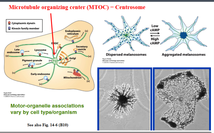 <p><span style="background-color: transparent;"><strong>Organelle Transport and the Centrosome</strong></span></p>