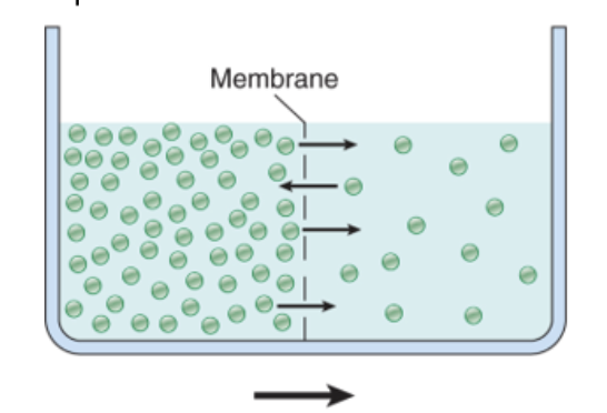 <ul><li><p>net diffusion pasively down its concentration gradient across the membrane until equilibrium has been achieved </p></li></ul><p></p>