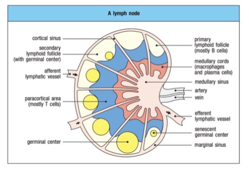 <p>Mature T cells circulate between thenblood and lymphatic system and reside within __</p><p>• E.g. spleen and lymph nodes</p>