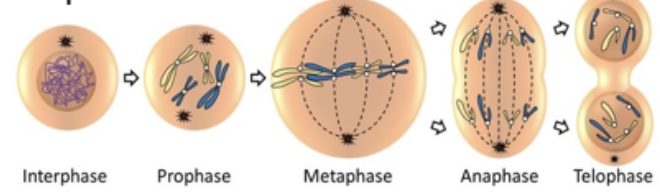 <p>PMAT</p><ol><li><p>prophase</p></li><li><p>metaphase</p></li><li><p>anaphase</p></li><li><p>telophase</p></li></ol><p></p>