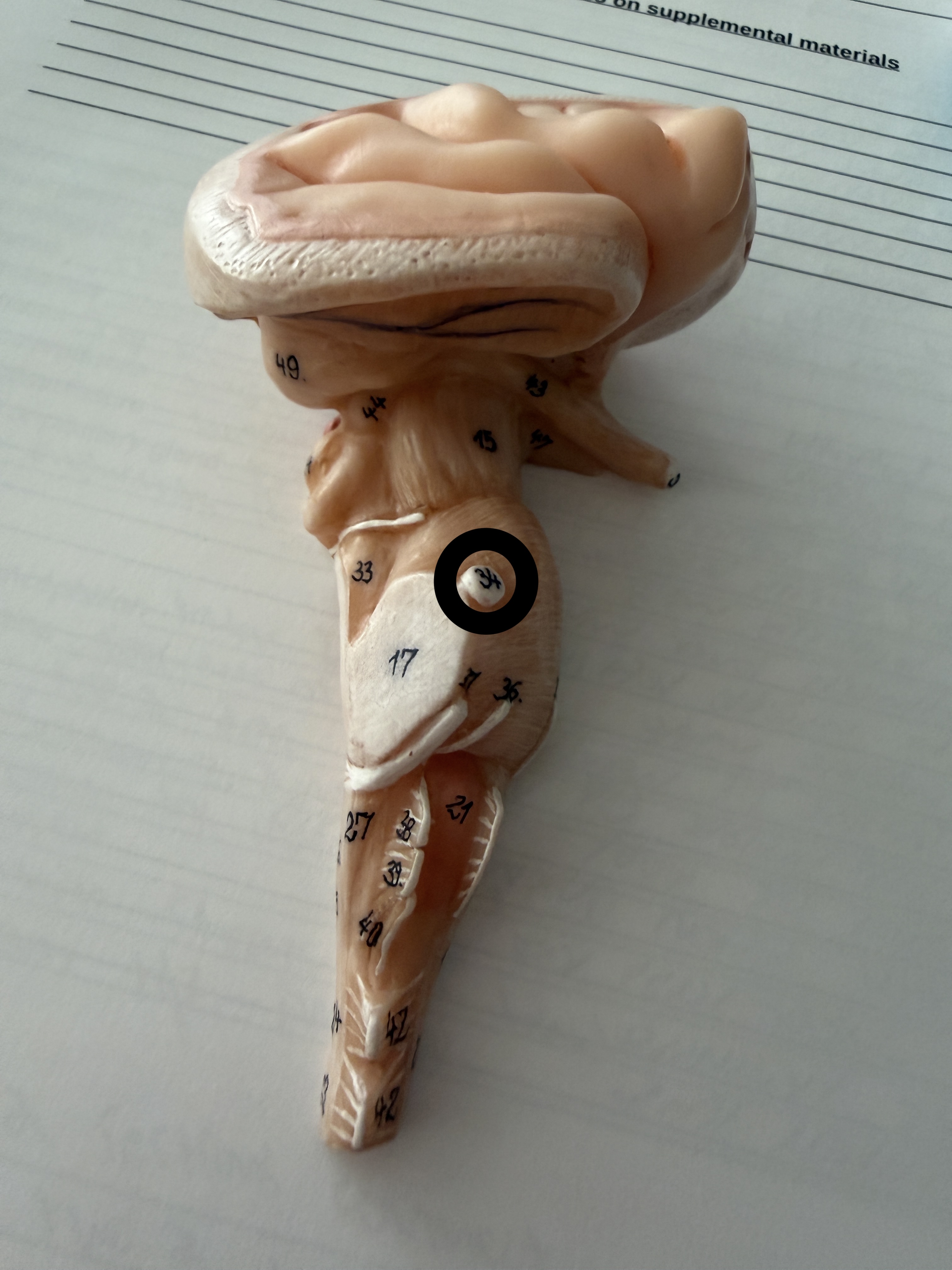 knowt flashcard image