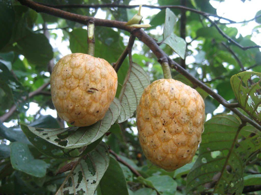 <p><strong>Common Name</strong>: Soursop, guyabano</p><p><strong>Parts Used</strong>: <span style="background-color: transparent;">Fruits, seeds, leaves, stem bark, roots</span></p><p><strong>Use/s</strong>: Skin and respiratory diseases, fever, bacterial infections, diabetes, hypertension, cancer</p><p><strong>Major Metabolites</strong>: Alkaloids, flavonoids, tannis; annomuricins and annonacin (acetogenins)</p>