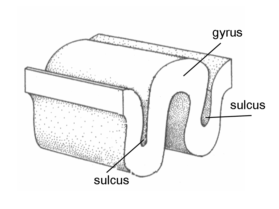 <p>the folds of the brain</p>